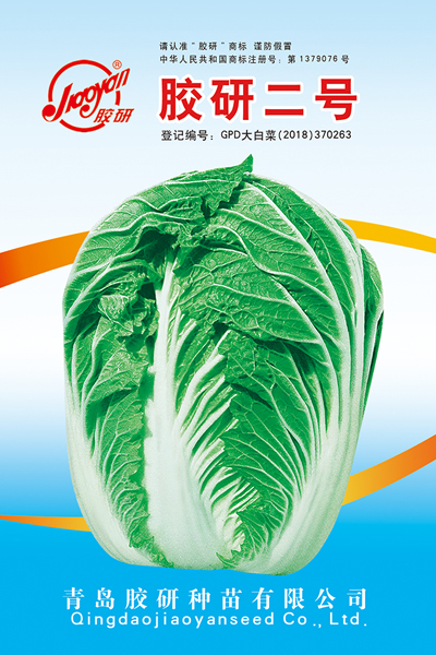 胶研二号——秋播白菜
